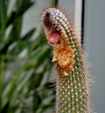 CACTUS WITH A TONGUE